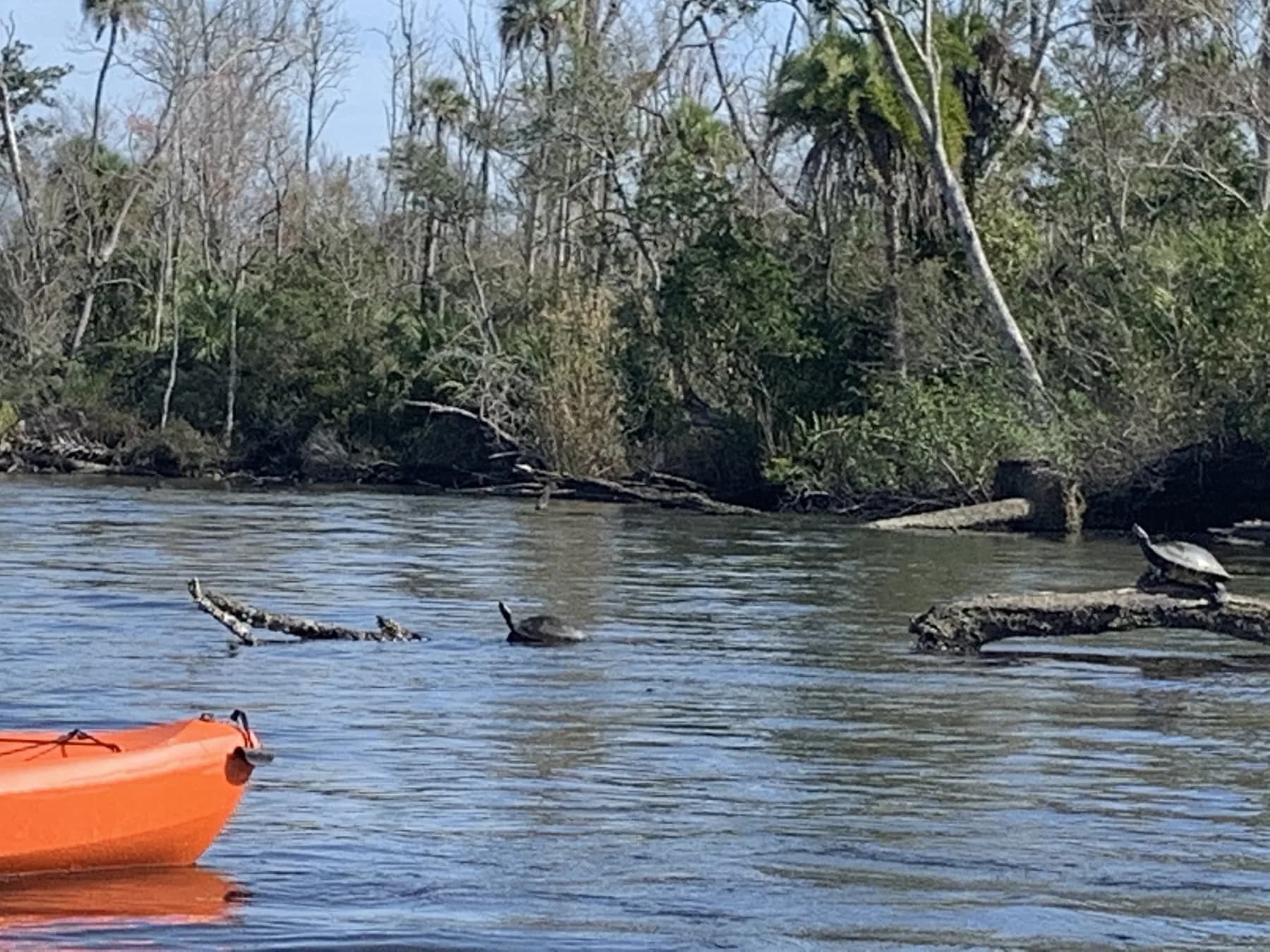 Kayaking along Florida's Nature Coast