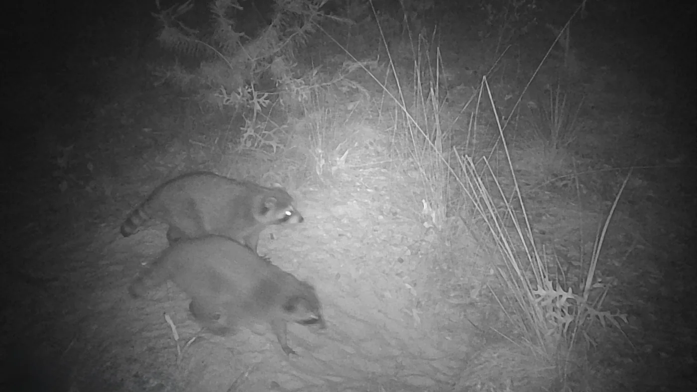 Two raccoons photographed by a trail camera